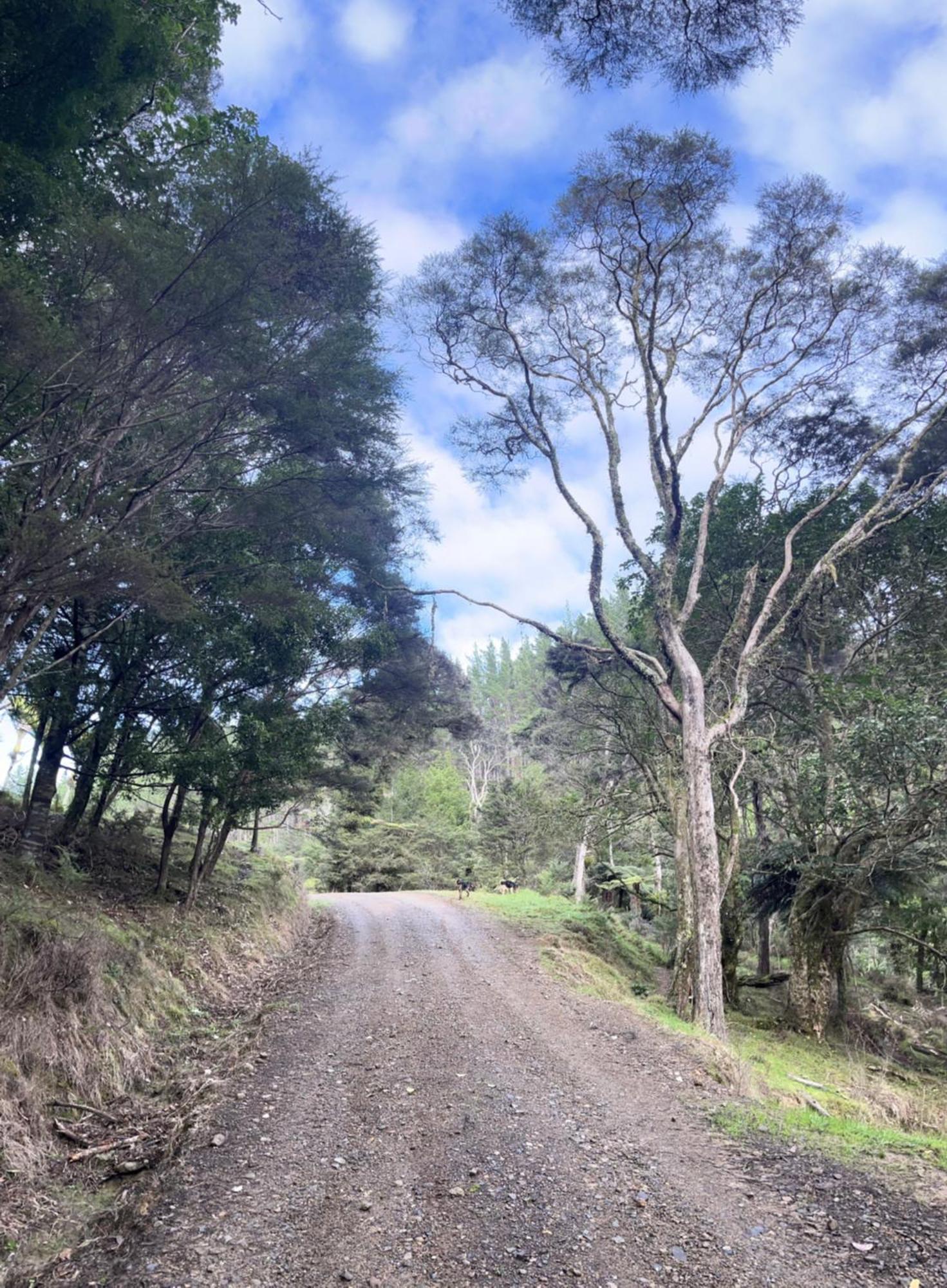 White Star Station Farm Holiday Park Coromandel Exterior foto